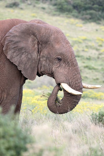 Large male African elephant with grass to eat in it's curled up trunk