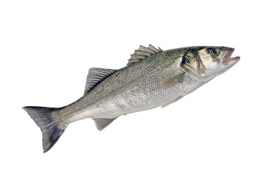 Sea Bass clipart