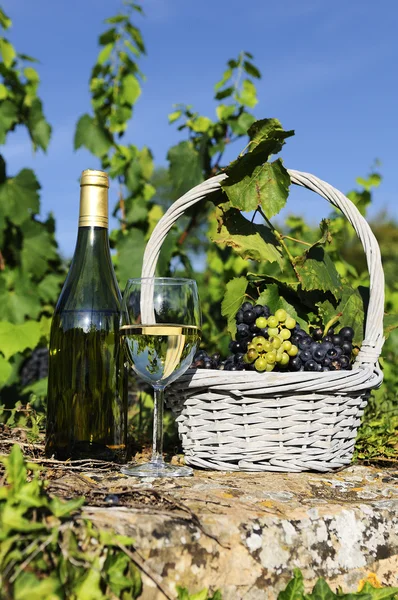 Colheita e vinho — Fotografia de Stock