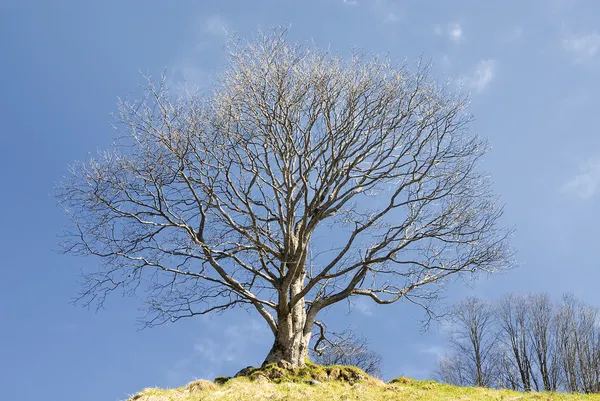 冬のオークの木 — ストック写真