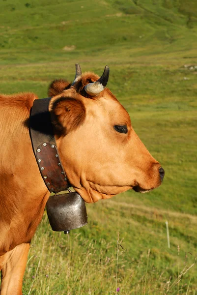 Альпійські корова — стокове фото