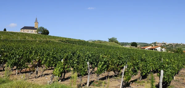 Franska vineyads — Stockfoto