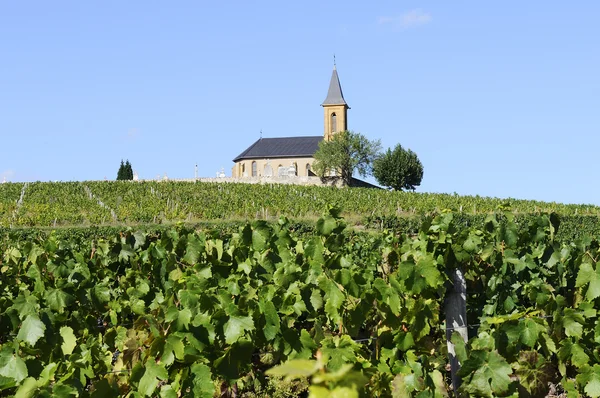 French country and vineyards — Stock Photo, Image