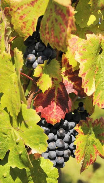 Красный виноград в винограднике — стоковое фото
