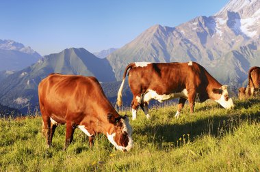 Alpine cow clipart