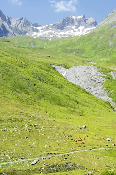 法国阿尔卑斯山的牧场 — 图库照片