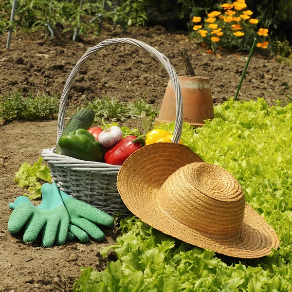 Korb mit frisch gepflücktem Gemüse im Garten — Stockfoto