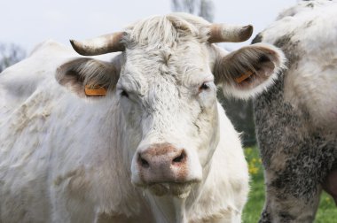 charolais inek