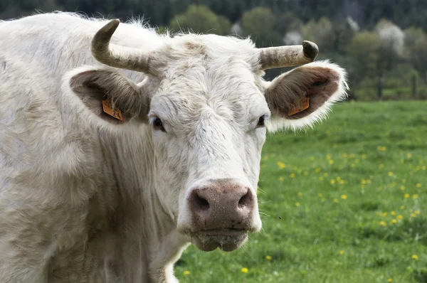 Carolais vaca — Foto de Stock
