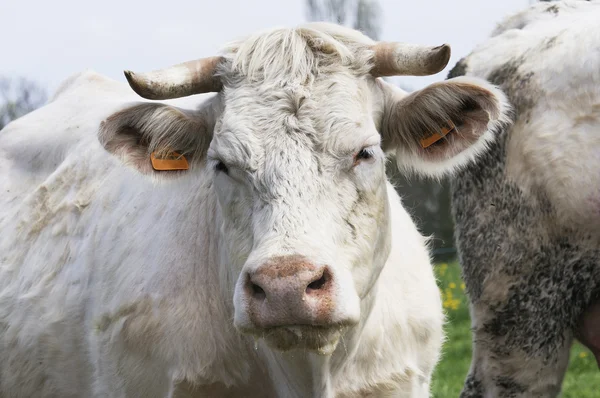 シャロレー牛 — ストック写真