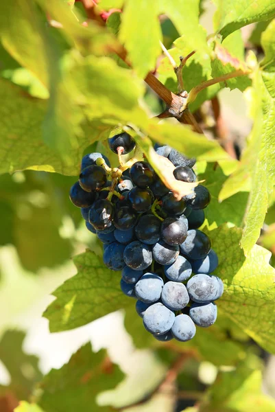 Uvas vermelhas em uma vinha — Fotografia de Stock