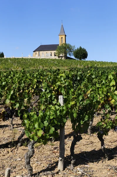 País francês e vinhas — Fotografia de Stock