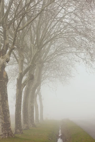 Misty Landskap — Stockfoto
