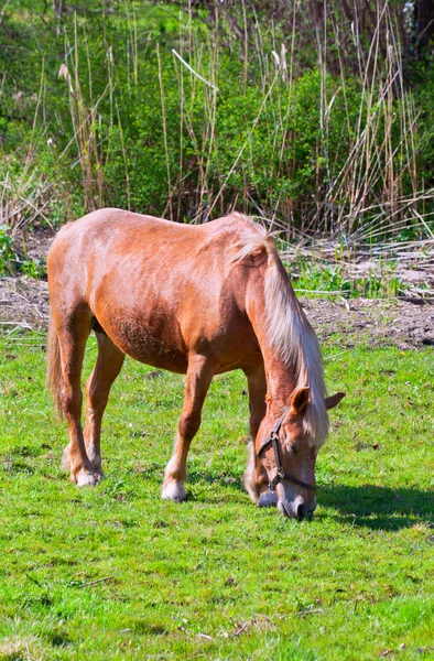 Kahverengi at çim yeşil alan içinde — Stok fotoğraf