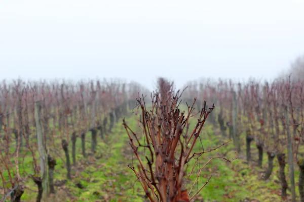 stock image Vineyard in the mist