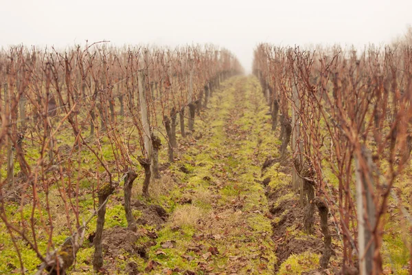 Виноградник в тумане — стоковое фото