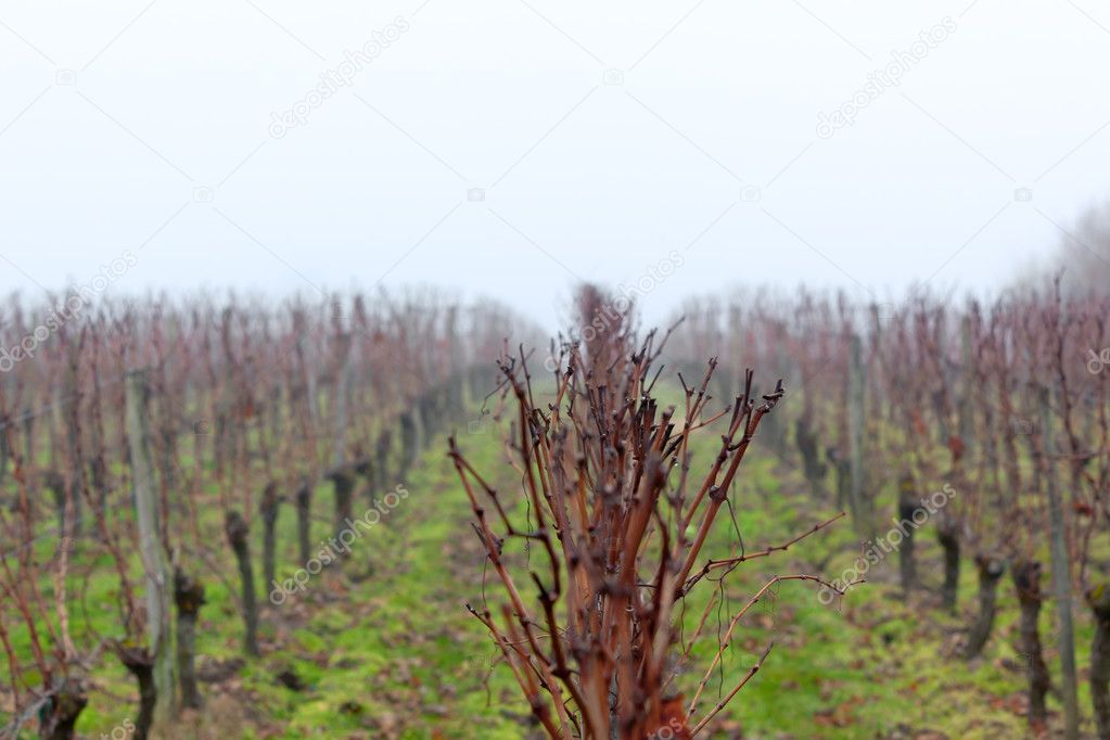 Vineyard in the mist