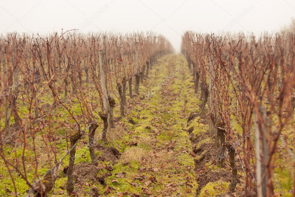 Vineyard in the mist