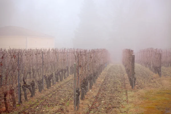 Виноградник в тумане — стоковое фото