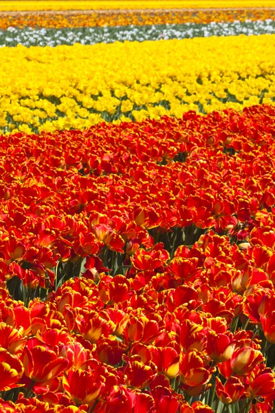 Тюльпановое поле в Голландии — стоковое фото