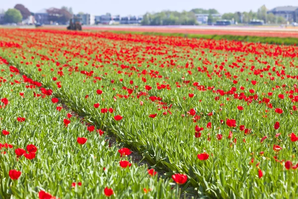 Campo di tulipano rosso — Foto Stock