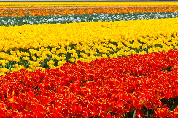 Pole tulipanowe w Holandii — Zdjęcie stockowe