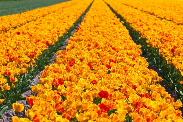 Tulipánové pole v Holandsku — Stock fotografie