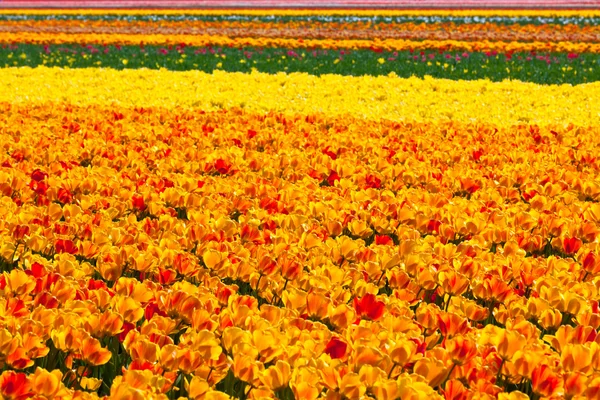 Veelkleurige tulp veld — Stockfoto