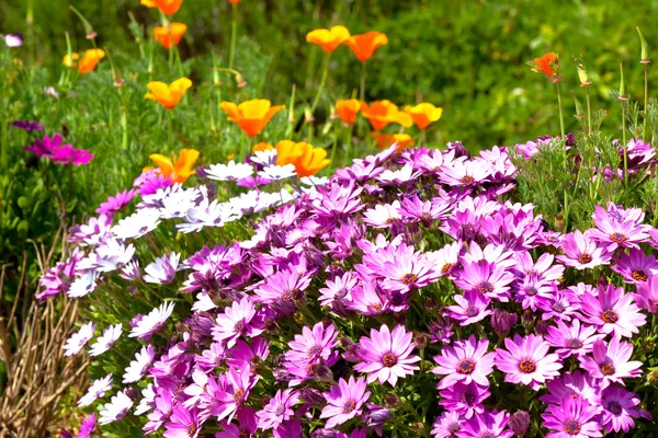 Cama de flores multicolorida brilhante — Fotografia de Stock