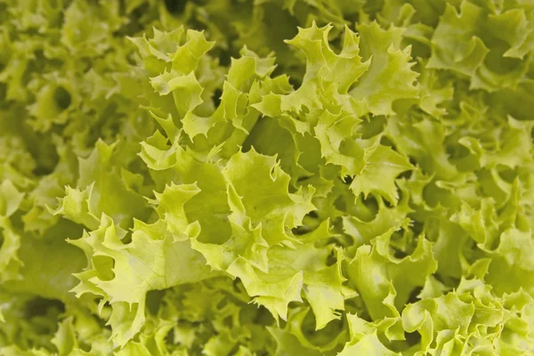 Yeşil salata — Stok fotoğraf