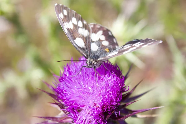 美しい白と黒の蝶 — ストック写真