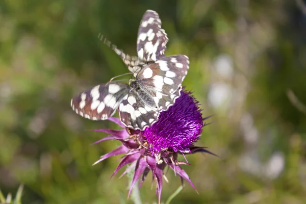 Hermosa mariposa blanca y negra — Foto de Stock