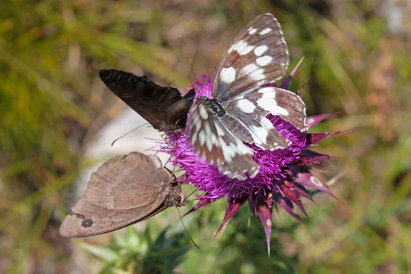 아름 다운 검은 나비 — 스톡 사진