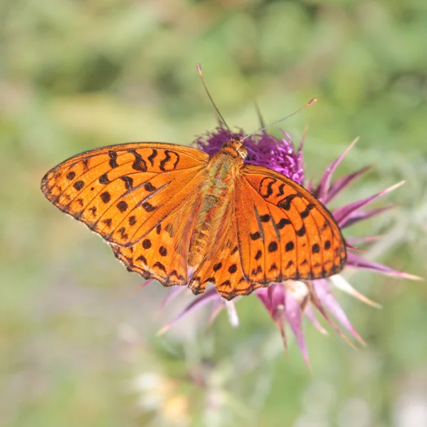 Prachtige vlinder - vorst, — Stockfoto