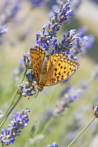 Krásný motýl - panovník, — Stock fotografie