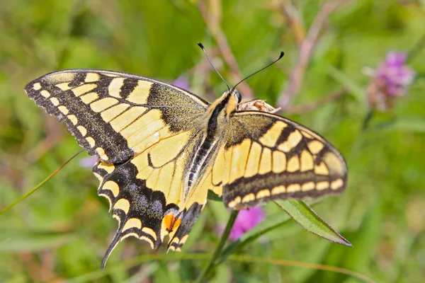 Жовтий Swallowtail тигра метелик — стокове фото