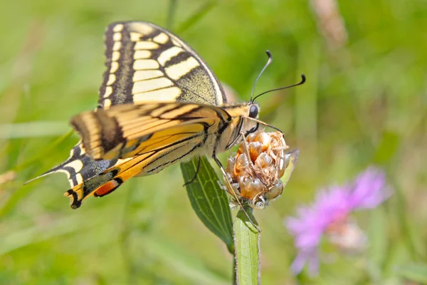 Tigre amarillo cola de golondrina mariposa —  Fotos de Stock