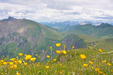 Yellow flowers (trollius europaeus )