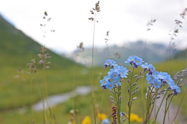 Alpler üzerinden mavi çiçekler