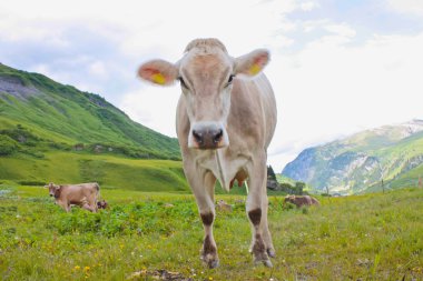 Avusturyalı inek bir dağ çayır otlatma