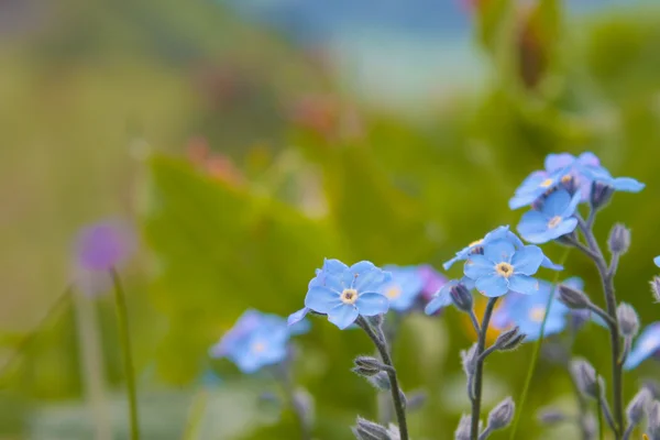Flores azules de los Alpes — Foto de Stock