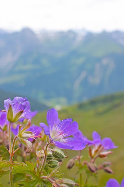 Małe fioletowe kwiatki — Zdjęcie stockowe
