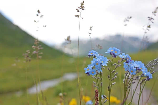 stock image Blue flowers from Alps