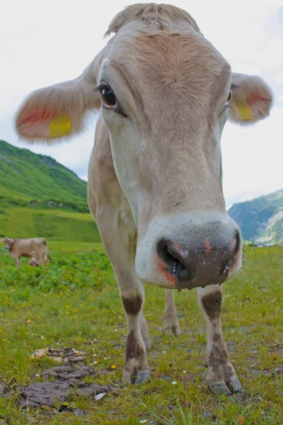Австрийская корова пасущаяся на альпийском лугу — стоковое фото