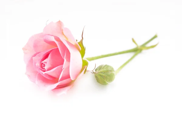 Rosa ros isolerad — Stockfoto