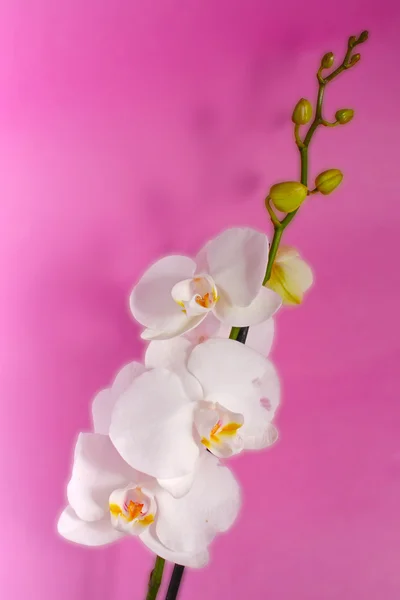 Vit orkidé på lila — Stockfoto