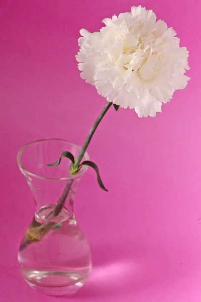 Flor de cravo branco — Fotografia de Stock