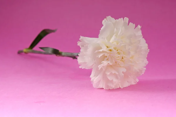 Flor de cravo branco — Fotografia de Stock