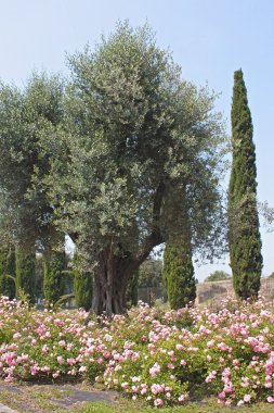 Garden in the roman forum