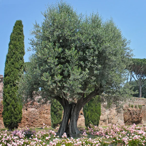 Ogród w forum Romanum — Zdjęcie stockowe
